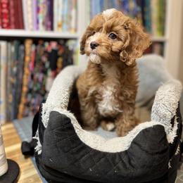 Bernedoodle and Cavapoo Puppies from Apricot Roots Doodles