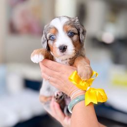 Baby Bear - Merle male Bernedoodle puppy in Ontario, California from Teddy Doodles & Standard Poodles