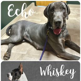 Great Dane puppies from Balthrop Bend Farms