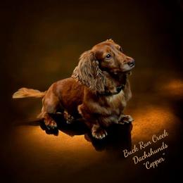 Copper - Dachshund