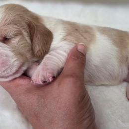 Winston - Red and white male Basset Hound puppy in Denison, Texas from Emma Lou's Baby Bassets