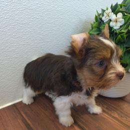 Orange collar - Parti male Yorkshire Terrier puppy in Mcconnellsburg, Pennsylvania from Buffy's Little Blessings