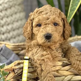 Cosmos - Goldendoodle puppy in Chelan, Washington from North Cascades Doodles
