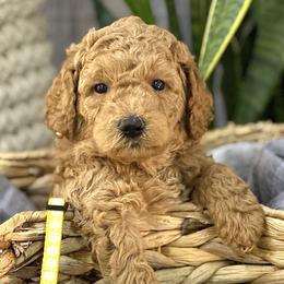 Cosmos - Goldendoodle puppy in Chelan, Washington from North Cascades Doodles