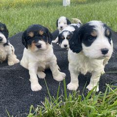 Cavapoos, Poodles, and Springerdoodles from Sugarland Puppies