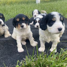 Cavapoos, Poodles, and Springerdoodles from Sugarland Puppies