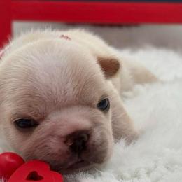 Chanel - Cream female French Bulldog puppy in Largo, Florida from Big Daddy Frenchies