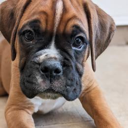 Axl - Fawn Boxer puppy in Arizona from Rockin' Paws Boxers