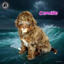 Camille - Chocolate merle female Bernedoodle puppy in Banner Elk, North Carolina from Walnut Tree Bernedoodles
