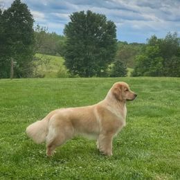 Golden Retriever puppies from Upstate Revival Retrievers