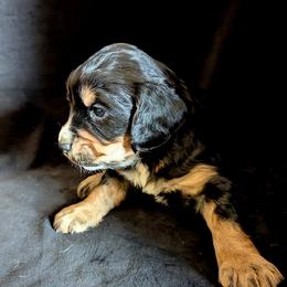 Needs a working home Fenloch Tarragon - Black and tan male English Cocker Spaniel puppy in Phillips, Nebraska from Fenloch Gundogs