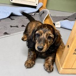 AKC Slinky - Dapple male Dachshund puppy in Knoxville, Tennessee from Thea's Puppies