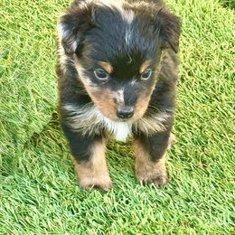 Blue male 4 - Blue merle male Miniature Australian Shepherd puppy in Lemon Cove, California from Magic Ranch Mini Aussies