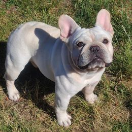 POGI - French Bulldog