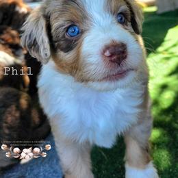 Phil - Brown merle male Aussiedoodle puppy in Vinemont, Alabama from Cotton Country Kennels