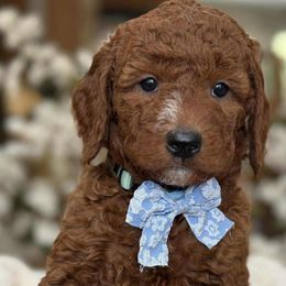 Finn - brown collar male - Red  male Goldendoodle puppy in Yuciapa, California from AlltheDoodlez_