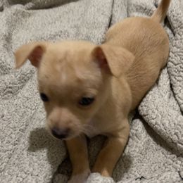 Chihuahua Puppies from Grandbaby Chihuahuas