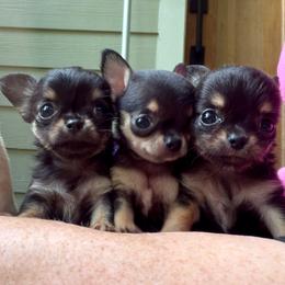 Mini Mo - Black and tan male Chihuahua puppy in Saint Johns, Florida from Acme Chihuahuas (Cheeky Chis)