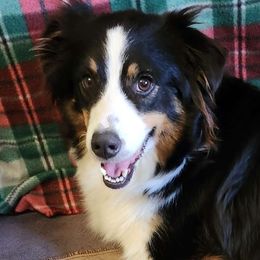 Lolly - Australian Shepherd