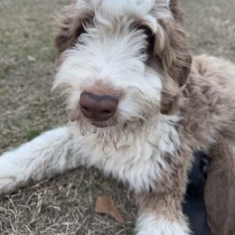 Friday - Aussiedoodle