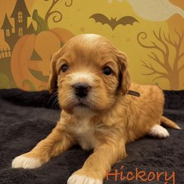 Hickory - Apricot male Australian Labradoodle puppy in Eastover, North Carolina from Joyful Hearts Australian Labradoodles