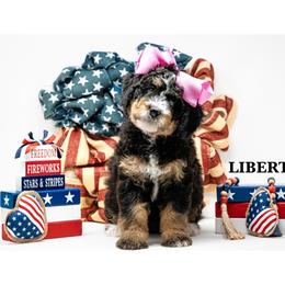 Liberty - Tri-color female Bernedoodle puppy in Olathe, Kansas from VonDoodles Bernedoodles & Sheepadoodles