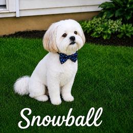 Snowball - Shih Tzu