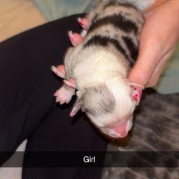 Miniature Australian Shepherd Puppies from East Texas Aussie Haven