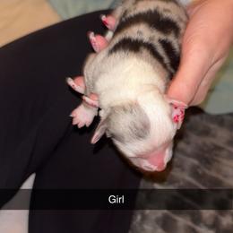 Miniature Australian Shepherd Puppies from East Texas Aussie Haven