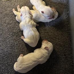 Girl 2 - West Highland White Terrier puppy in Ridgeway, Virginia from Rivers Bend Westies