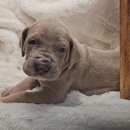 Phoebe - Silver female Great Dane puppy in Towaco, New Jersey from MommaDukes Danes