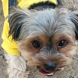 Yorkshire Terriers from Royalty Kennel