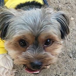 Yorkshire Terriers from Royalty Kennel