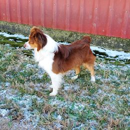 Tootie - Miniature Australian Shepherd