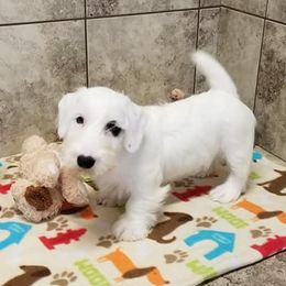 Sealyham Terriers from Ellusion's Sealyham Terriers