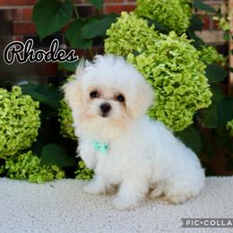 Rhodes - White male Maltese puppy in Morehead, Kentucky from Paw Perfect Pets