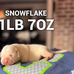 Snowflake - Yellow female Labrador Retriever puppy in Puyallup, Washington from 12 Door Farm Labradors