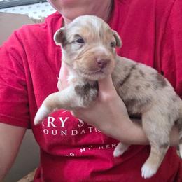 Mia FIFA - Red merle female Australian Shepherd puppy in Solon, Maine from Mountain Range Australian Shepherds