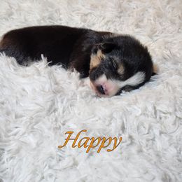 Boy 2 - Pembroke Welsh Corgi puppy from Five Heart's Corgis