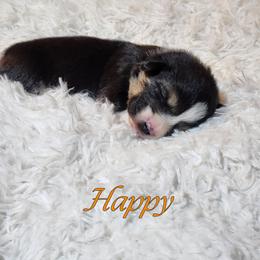 Boy 2 - Pembroke Welsh Corgi puppy from Five Heart's Corgis