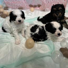 Cavalier King Charles Spaniel and Cavapoo Puppies from Hattie’s Texas Cavapoos