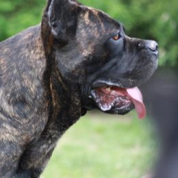 Pig - Cane Corso