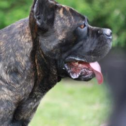 Pig - Cane Corso