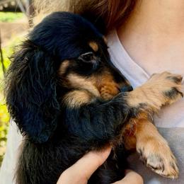 Esme' - Black and tan female Dachshund puppy in Visalia, California from DachGraston Dachshunds
