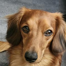 Chippy - Dachshund
