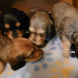 Dachshund Puppies from CLARK'S BREEDING PROGRAM