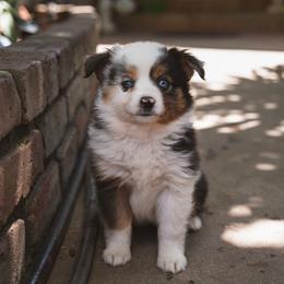 Seven - Blue merle female Toy Australian Shepherd puppy in Fresno, California from Alpine Tails