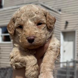 Opal - Apricot female Goldendoodle puppy in Philadelphia, Pennsylvania from Jah’s Retrievers
