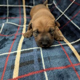Boy 2 - Red male Irish Terrier puppy in Broadway, North Carolina from Detmore Kennels