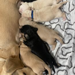 Dachshund puppies from Southern Sash Doxies